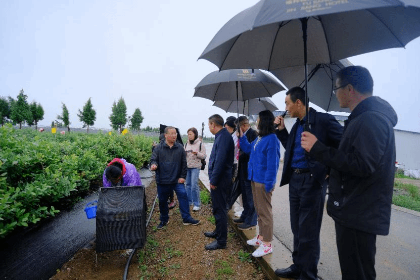 曲靖佳沃蓝莓种植基地